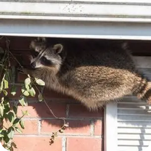 wild-animal-removal-366w